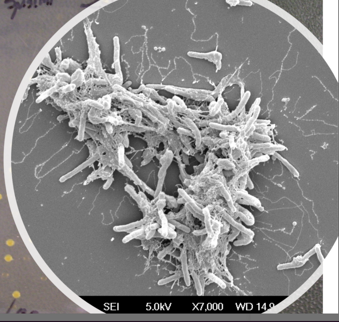 Biosynthesis pathway diagram